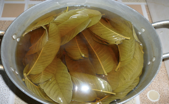 dùng lá trầu hoặc lá ổi để điều trị mụn nhọt